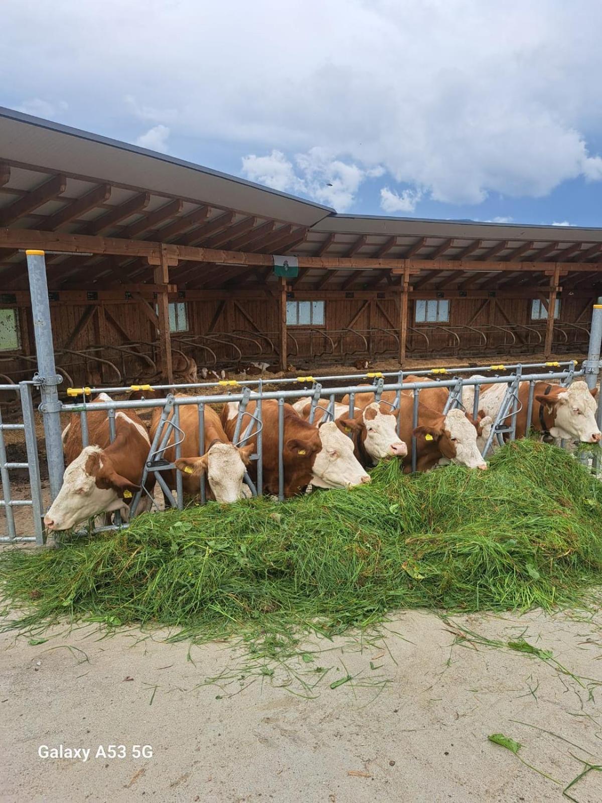 Bio-Peisingerhof Lejlighed Sankt Stefan ob Leoben Eksteriør billede